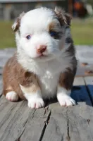 RMF-3, a female Miniature Australian Shepherd for sale in Baker City, OR – 5 of 5