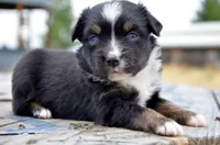 BTF-2, a female Miniature Australian Shepherd and Miniature American Shepherd for sale in Baker City, OR – 7 of 9
