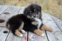 BTF-3, a female Miniature Australian Shepherd and Miniature American Shepherd for sale in Baker City, OR – 3 of 9