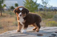 RTM-2, a male Miniature Australian Shepherd and Miniature American Shepherd for sale in Baker City, OR – 3 of 7