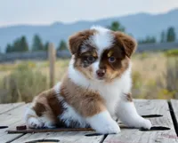 RMF-1, a female Miniature Australian Shepherd and Miniature American Shepherd for sale in Baker City, OR – 4 of 9
