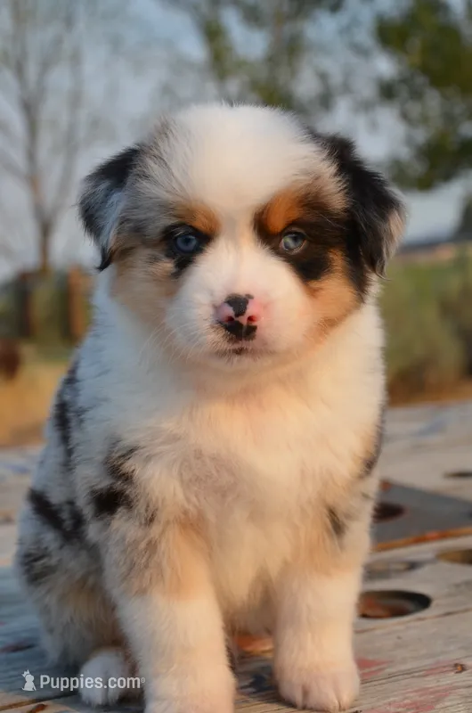 BMM-1 – Miniature Australian Shepherd, Miniature American Shepherd puppy for sale in Baker City, OR