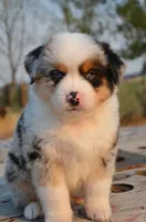 BMM-1, a male Miniature Australian Shepherd and Miniature American Shepherd for sale in Baker City, OR – 1 of 10