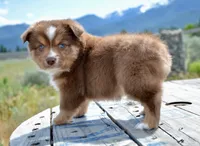RTF-4, a female Miniature Australian Shepherd for sale in Baker City, OR – 10 of 10