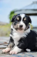 BTM-3, a male Miniature Australian Shepherd and Miniature American Shepherd for sale in Baker City, OR – 6 of 7