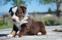 RTM-1, a male Miniature Australian Shepherd for sale in Baker City, OR – 5 of 5