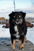 Raven, a female Miniature Australian Shepherd for sale in Baker City, OR – 2 of 5