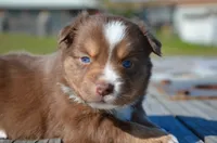 RTF-4, a female Miniature Australian Shepherd for sale in Baker City, OR – 2 of 5
