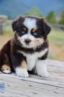 BTM-3, a male Miniature Australian Shepherd for sale in Baker City, OR – 7 of 9