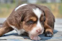 RTM-2, a male Miniature Australian Shepherd and Miniature American Shepherd for sale in Baker City, OR – 7 of 7
