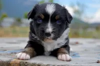 BTF-2, a female Miniature Australian Shepherd and Miniature American Shepherd for sale in Baker City, OR – 8 of 9