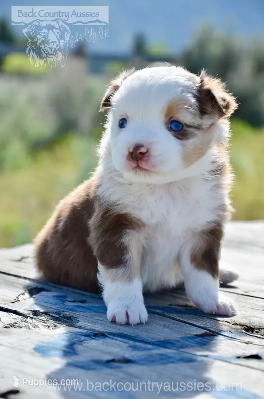 RMF-3 – Miniature Australian Shepherd puppy for sale in Baker City, OR
