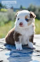 RMF-3, a female Miniature Australian Shepherd for sale in Baker City, OR – 1 of 5
