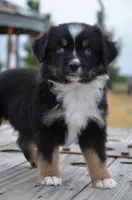 BTF-2, a female Miniature Australian Shepherd and Miniature American Shepherd for sale in Baker City, OR – 2 of 9