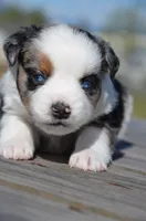 BMF-2, a female Miniature Australian Shepherd for sale in Baker City, OR – 4 of 4