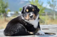 BTM-1, a male Miniature Australian Shepherd and Miniature American Shepherd for sale in Baker City, OR – 7 of 9
