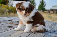 RMF-1, a female Miniature Australian Shepherd and Miniature American Shepherd for sale in Baker City, OR – 3 of 9