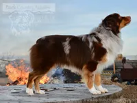 Phoenix, a male Miniature American Shepherd for sale in Baker City, OR – 4 of 6