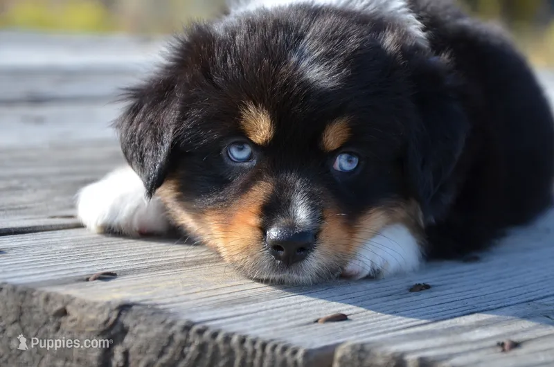 BTM-1 – Miniature Australian Shepherd, Miniature American Shepherd puppy for sale in Baker City, OR