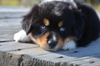 BTM-1, a male Miniature Australian Shepherd and Miniature American Shepherd for sale in Baker City, OR – 1 of 9