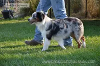 Pepper, a female Miniature Australian Shepherd and Miniature American Shepherd for sale in Baker City, OR – 2 of 4