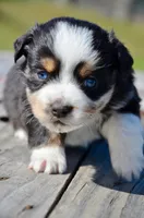 BTM-3, a male Miniature Australian Shepherd for sale in Baker City, OR – 3 of 4