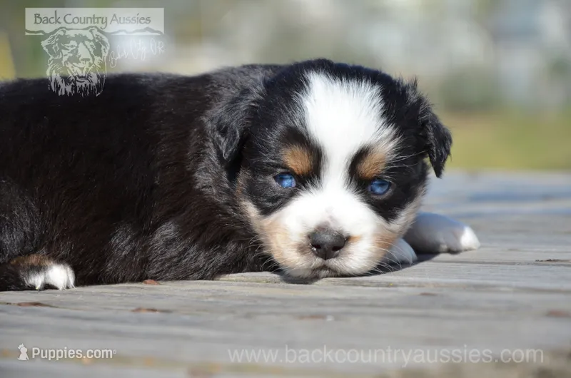 BTM-3 – Miniature Australian Shepherd puppy for sale in Baker City, OR