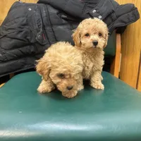 Peaches, a female Poodle - Toy  for sale in Adrian, MI – Photo 6 of 6