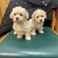 Peaches, a female Poodle - Toy  for sale in Adrian, MI – Photo 1 of 6