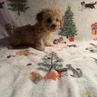 Peaches, a female Poodle - Toy  for sale in Adrian, MI – Photo 3 of 6