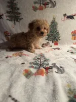 Peaches, a female Poodle - Toy  for sale in Adrian, MI – Photo 3 of 6