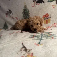 Peaches, a female Poodle - Toy  for sale in Adrian, MI – Photo 2 of 6