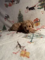 Peaches, a female Poodle - Toy  for sale in Adrian, MI – Photo 2 of 6