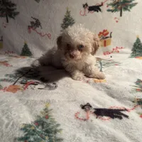 Peaches, a female Poodle - Toy  for sale in Adrian, MI – Photo 4 of 6