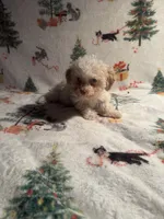 Peaches, a female Poodle - Toy  for sale in Adrian, MI – Photo 4 of 6