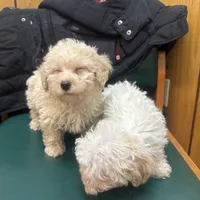 Peaches, a female Poodle - Toy  for sale in Adrian, MI – Photo 5 of 6