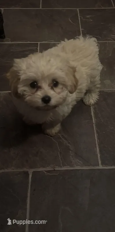 Peaches  – Maltipoo puppy for sale in Adrian, MI