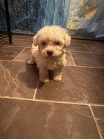 Jazz, a female Poodle - Toy  for sale in Adrian, MI – 2 of 2