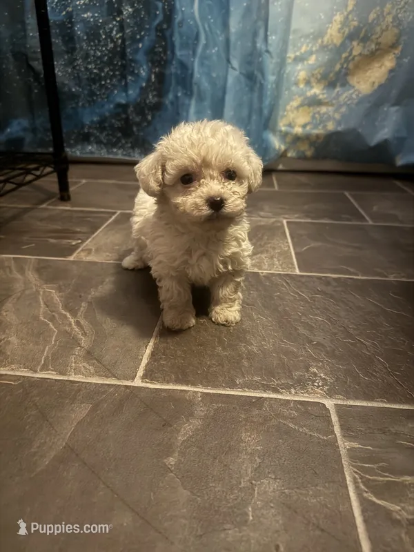 Jazz – Poodle - Toy  puppy for sale in Adrian, MI
