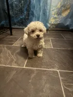 Jazz, a female Poodle - Toy  for sale in Adrian, MI – 1 of 2