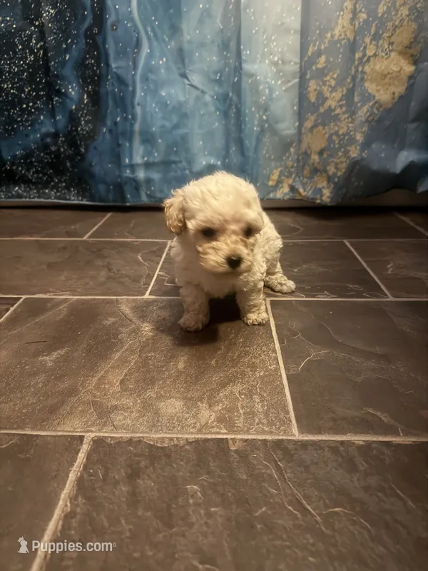 Tino  – Poodle - Toy  puppy for sale in Adrian, MI