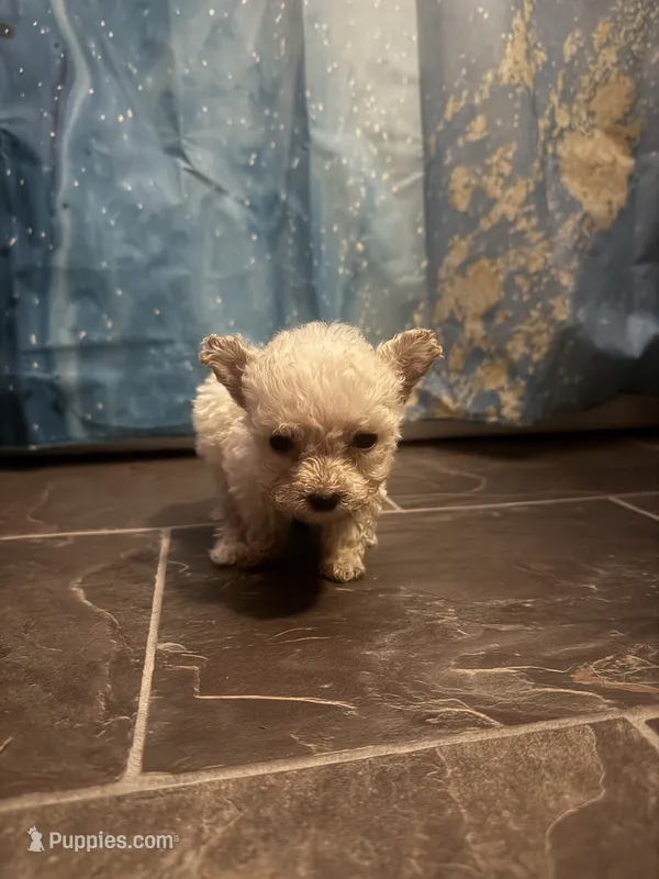 Peanut  – Poodle - Toy  puppy for sale in Adrian, MI
