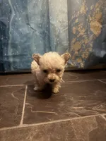 Peanut , a female Poodle - Toy  for sale in Adrian, MI – 1 of 2
