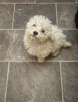 Honey, a female Poodle - Toy  for sale in Adrian, MI – 1 of 1