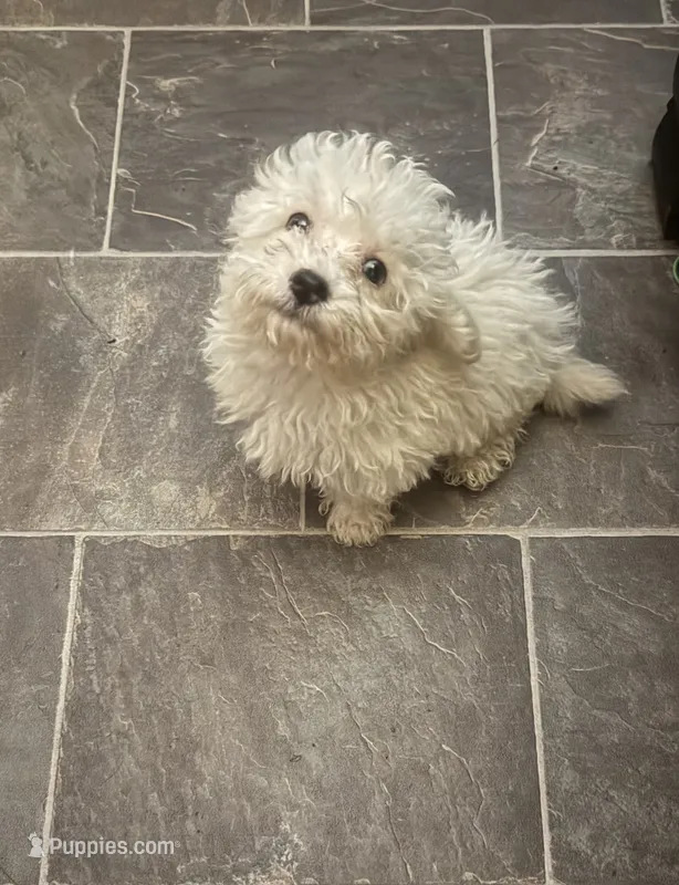 Jazz – Poodle - Toy  puppy for sale in Adrian, MI