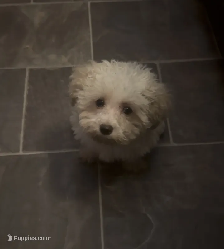 Dezi  – Poodle - Toy  puppy for sale in Adrian, MI