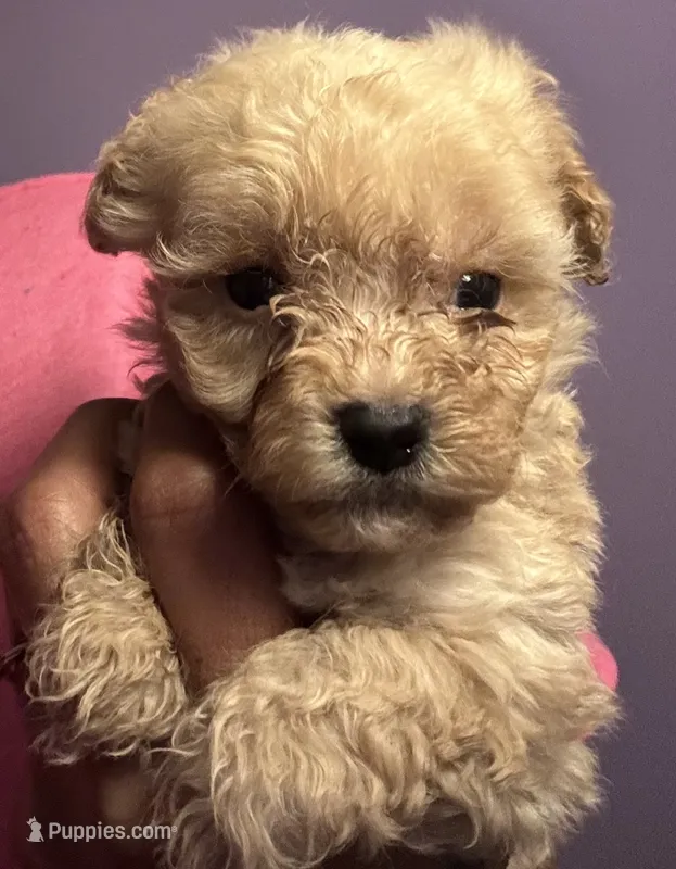 Red – Poodle - Toy  puppy for sale in Adrian, MI
