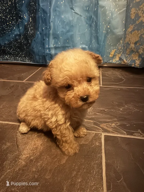 Red – Poodle - Toy  puppy for sale in Adrian, MI