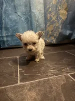 Peanut , a female Poodle - Toy  for sale in Adrian, MI – 2 of 2