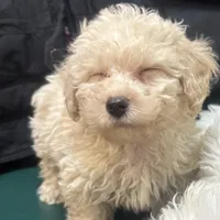 Peanut , a male Poodle - Toy  for sale in Adrian, MI – Photo 1 of 2